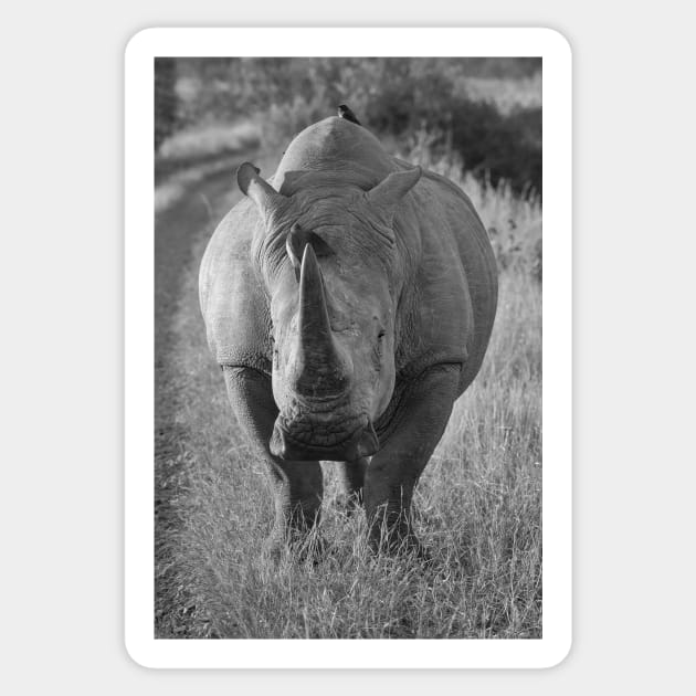 African Rhino Sticker by StacyWhite